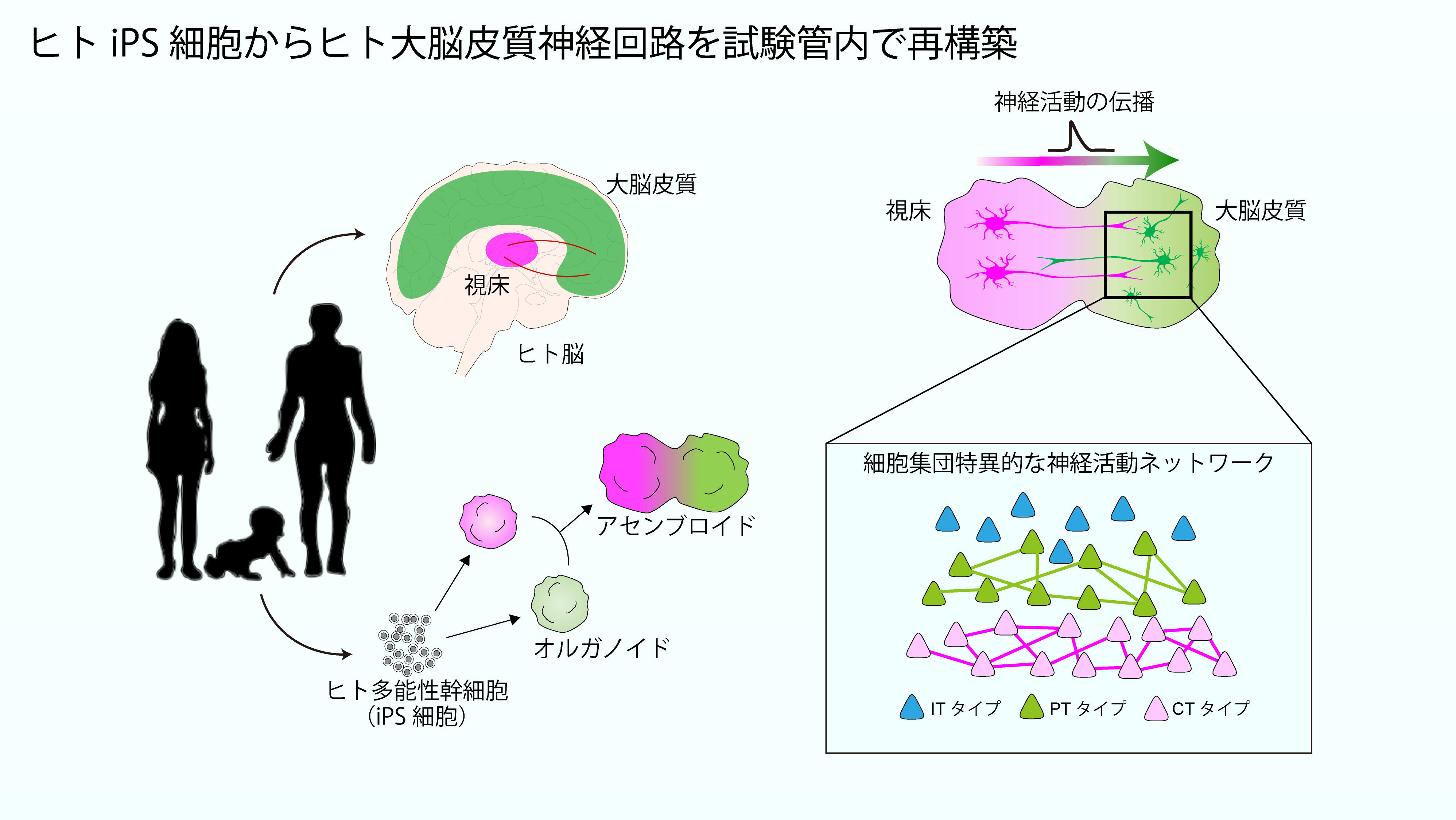 人体と成り立ちと機能 視床が大脳皮質神経回路の